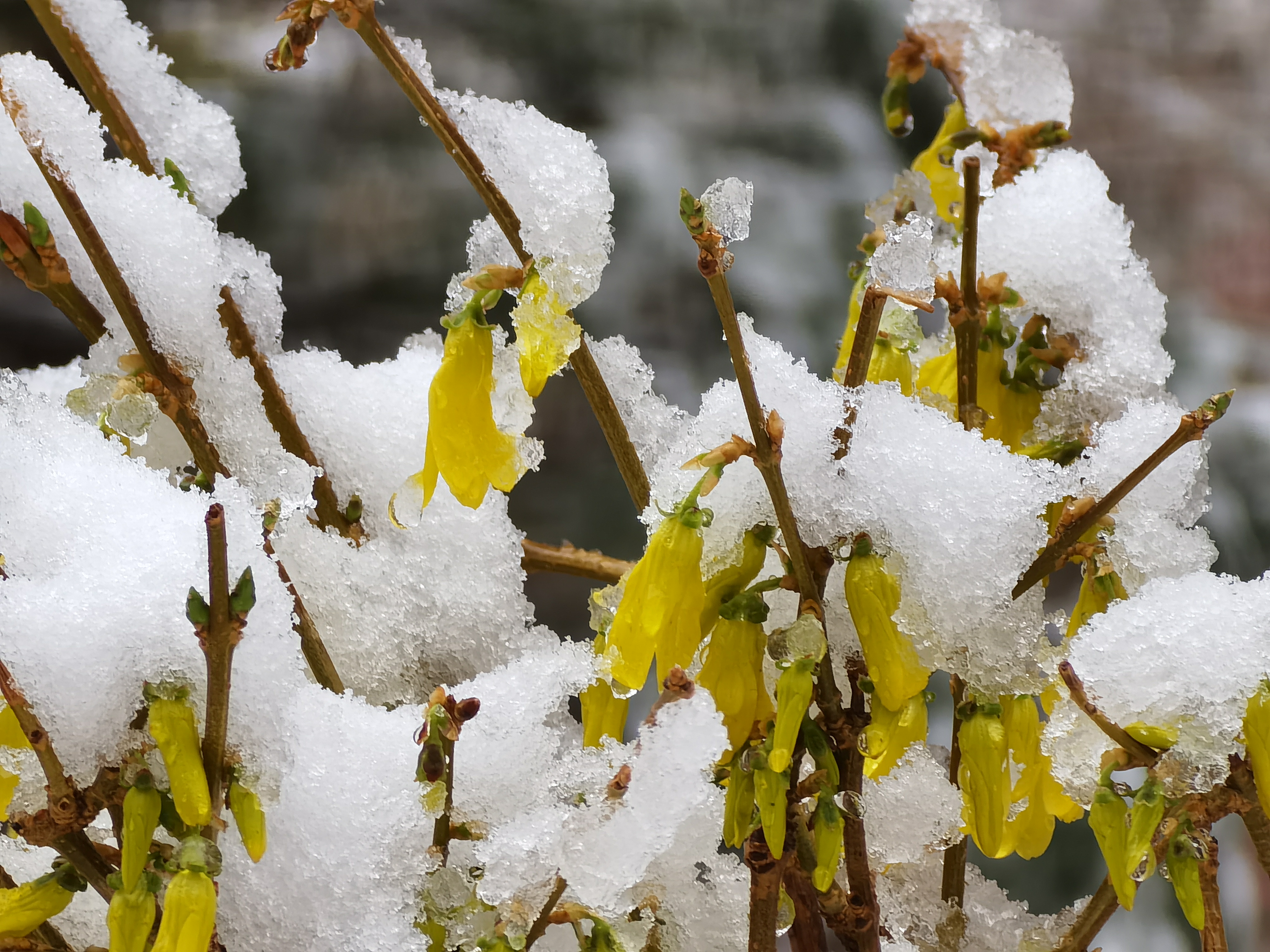 陕西靖边：十里桃花雪 飞入百姓家_fororder_靖边组图。 (12)