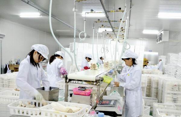 南宁持续推进“一产显特色” 完善农业全产业链发展