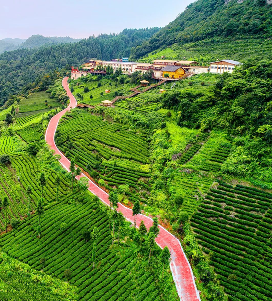 贵州湄潭云贵山：“绿叶子”富一方百姓 以茶致富助力乡村振兴_fororder_湄潭2