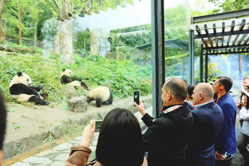 成都都江堰：外国使领团穿汉服 观古法放水 体验治水文化_fororder_外国使领团参观熊猫乐园 供图 都江堰市人民政府外事办公室