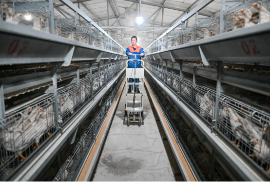 河北邯郸：科技助力养殖业 规模发展促增收_fororder_河北邯郸：科技助力养殖业 规模发展促增收993