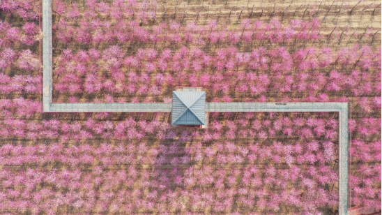 （原创）河北邱县：暖阳下春风里，朵朵桃花映红天_fororder_河北邱县：暖阳下春风里，朵朵桃花映红天166
