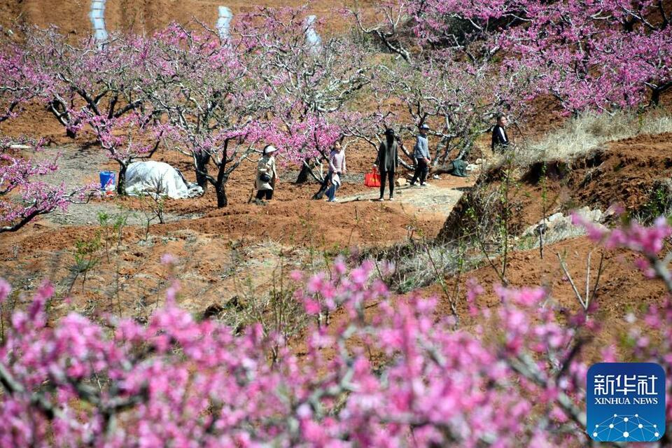 山东枣庄台儿庄：春来桃花美