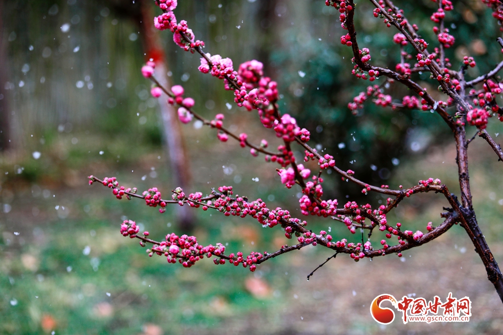 蘭州：當春雪遇上春花，扮靚人間最美四月天_fororder_4