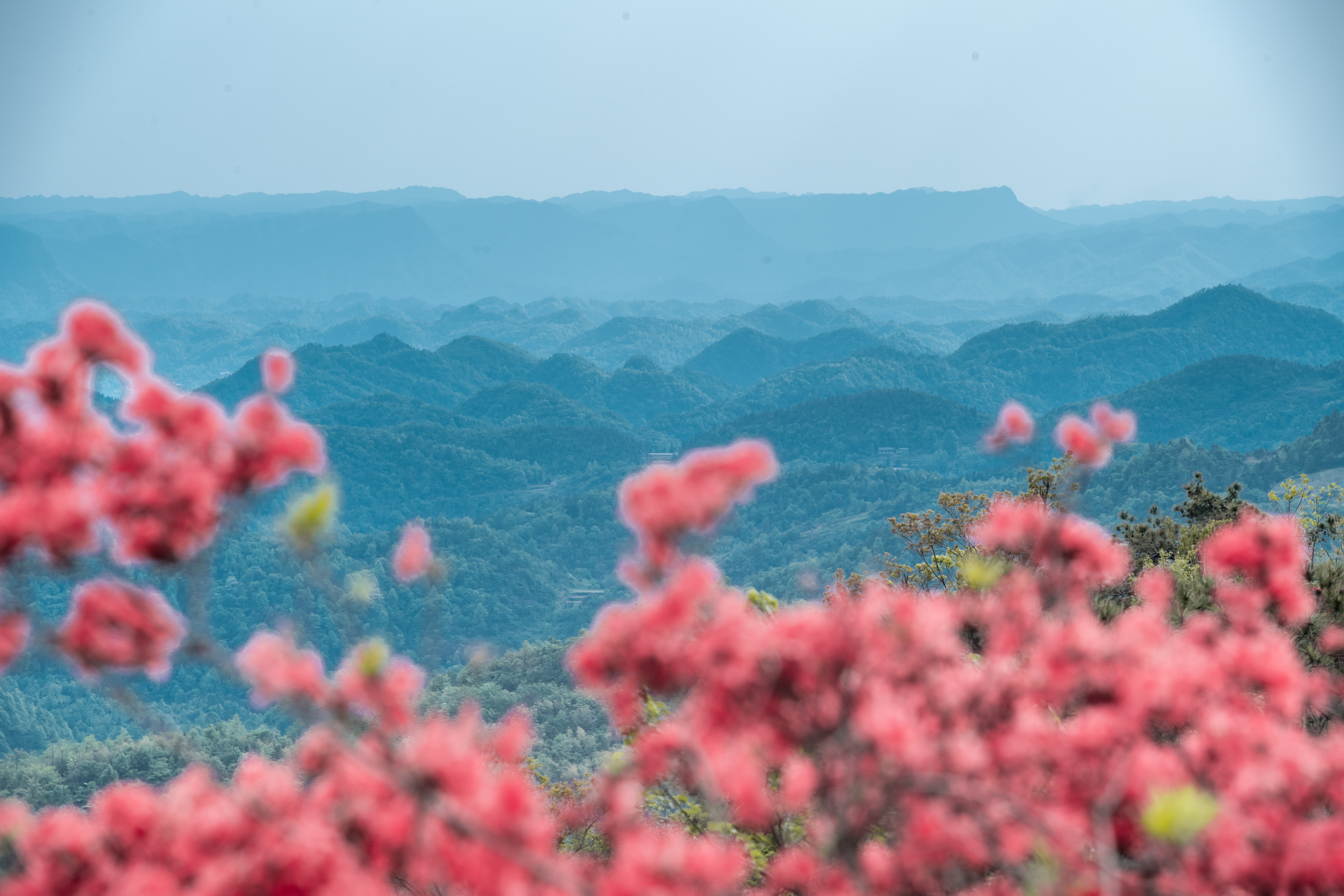 张家界有座杜鹃山_fororder_DSC_0256 - 副本.JPG