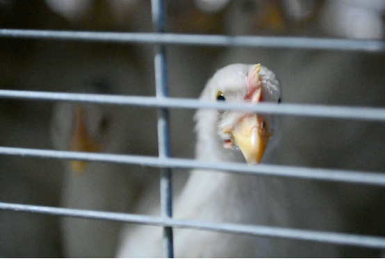 河北邯郸：科技助力养殖业 规模发展促增收_fororder_河北邯郸：科技助力养殖业 规模发展促增收1171