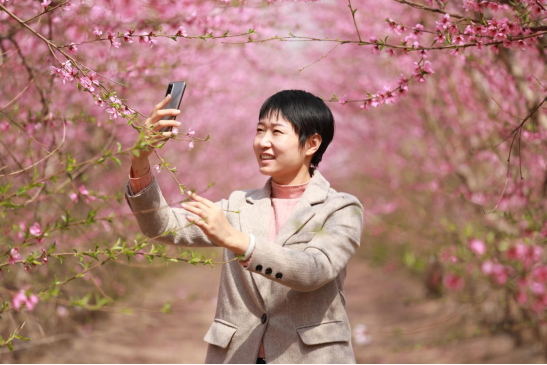 （原创）河北邱县：暖阳下春风里，朵朵桃花映红天_fororder_河北邱县：暖阳下春风里，朵朵桃花映红天371