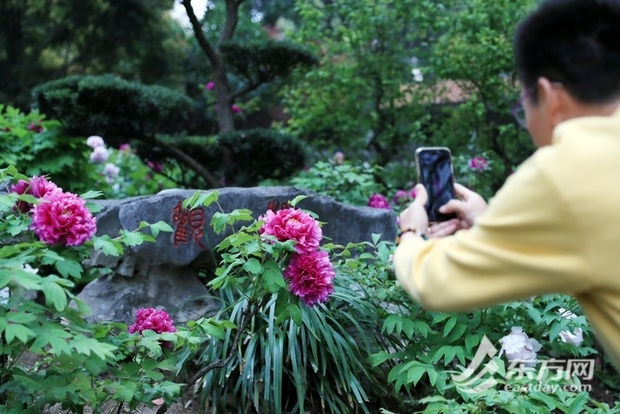 【文化旅游-滚动图】上海漕溪公园百岁古牡丹进入盛花期