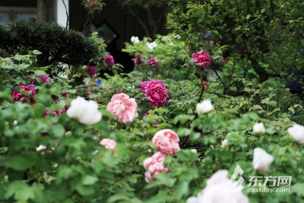 【文化旅游-滚动图】上海漕溪公园百岁古牡丹进入盛花期