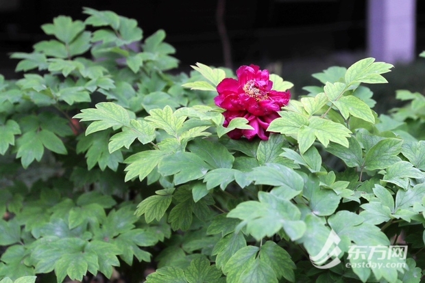 【文化旅游-滚动图】上海漕溪公园百岁古牡丹进入盛花期