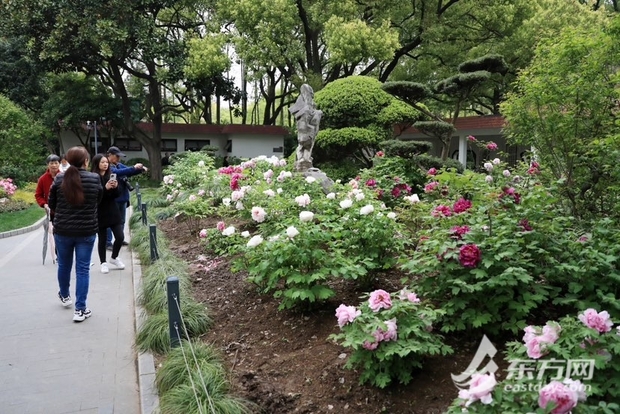 【文化旅游-滚动图】上海漕溪公园百岁古牡丹进入盛花期