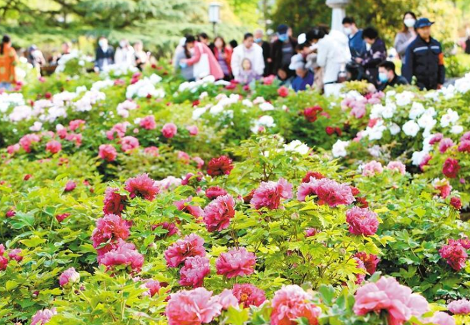 踏青赏花 美醉了_fororder_微信图片_20230407084540