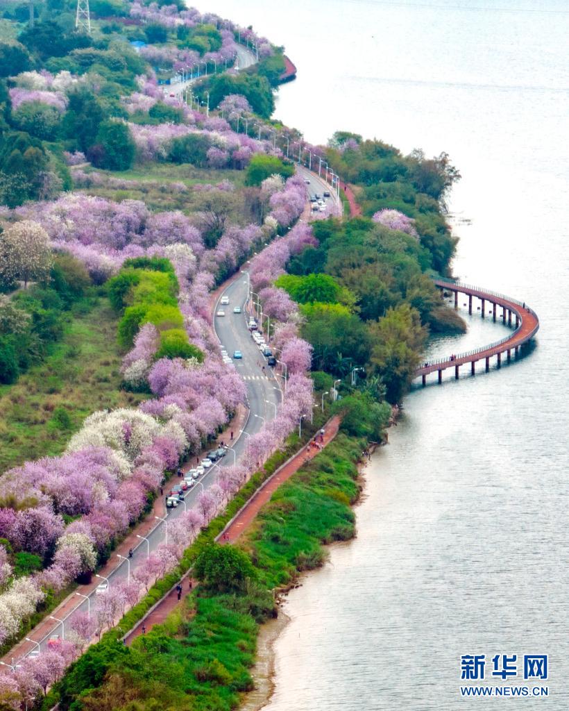 广西柳州：粉色“花路”景如画