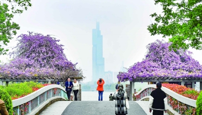 南京：紫藤花開如瀑