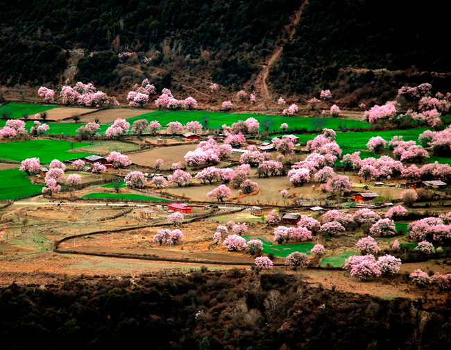 西藏林芝桃花旅遊文化節