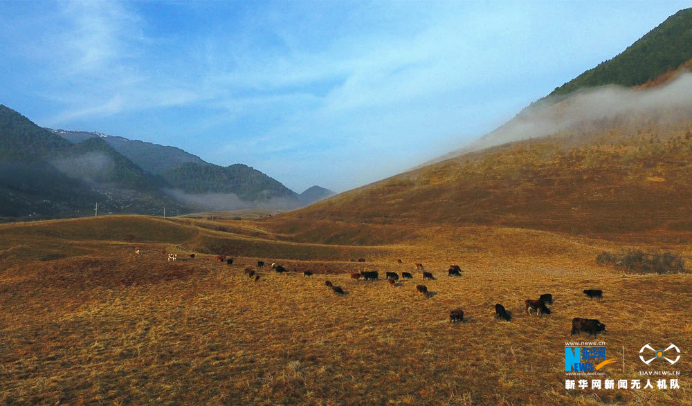 【渝情渝景】航拍重庆大官山 天然草场苍茫辽阔