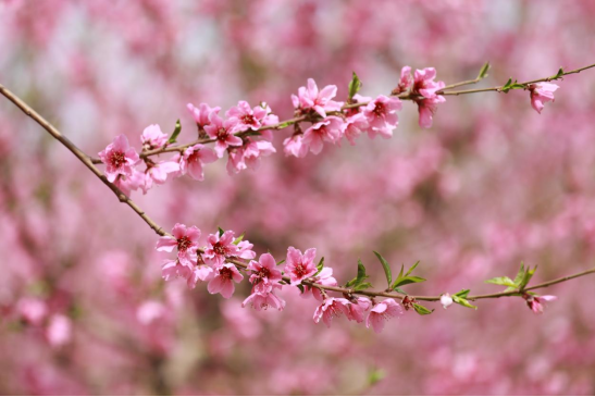 （原创）河北邱县：暖阳下春风里，朵朵桃花映红天_fororder_河北邱县：暖阳下春风里，朵朵桃花映红天535