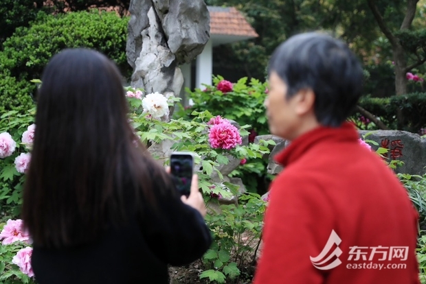 【文化旅游-滚动图】上海漕溪公园百岁古牡丹进入盛花期