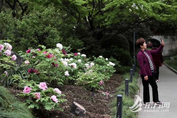 【文化旅游-滚动图】上海漕溪公园百岁古牡丹进入盛花期