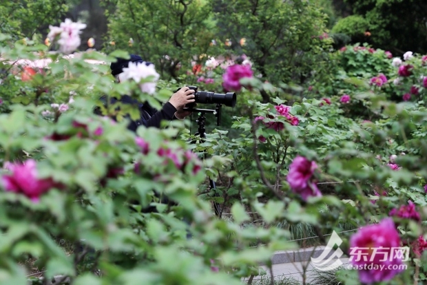 【文化旅游-滚动图】上海漕溪公园百岁古牡丹进入盛花期