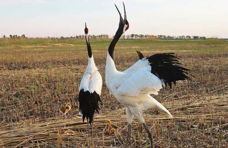 人工繁育野化放飞，这对丹顶鹤在大辽河口湿地成功繁育后代