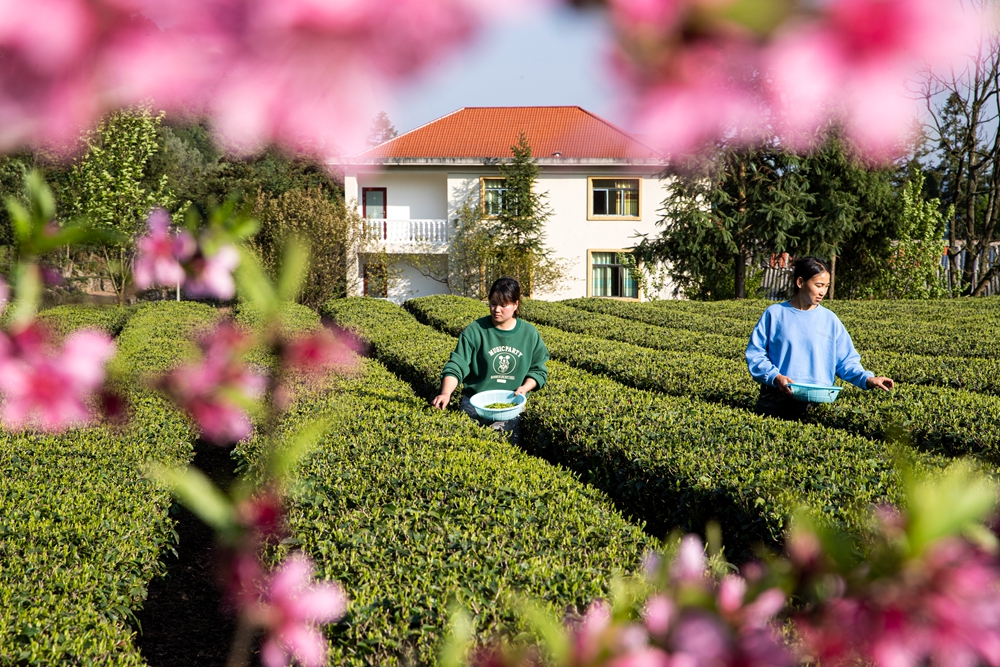 贵州黔西：发展绿色生态茶产业 助推乡村振兴_fororder_2023年4月2日，村民在贵州省黔西市中坪镇飞蛾村茶园采茶。B62I0783