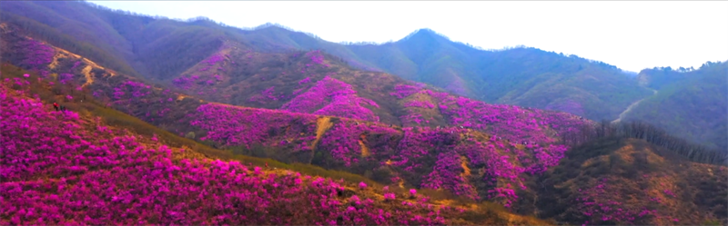 （文旅专题）鞍山：春意满园 百花齐放_fororder_文旅鞍山4