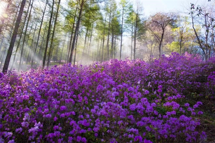 （文旅专题）本溪：浪漫春日 花满山城_fororder_文旅本溪4