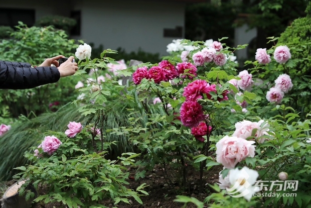 【文化旅游-滚动图】上海漕溪公园百岁古牡丹进入盛花期