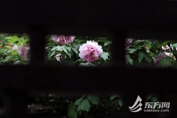 【文化旅游-滚动图】上海漕溪公园百岁古牡丹进入盛花期