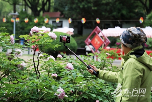 【文化旅游-滚动图】上海漕溪公园百岁古牡丹进入盛花期