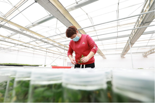 （原创）河北邱县：科技加持“薯”香四溢_fororder_河北邱县：科技加持“薯”香四溢 (文字+图片)(1)263