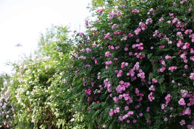 襄阳南漳：蔷薇“花瀑”扮靓街头