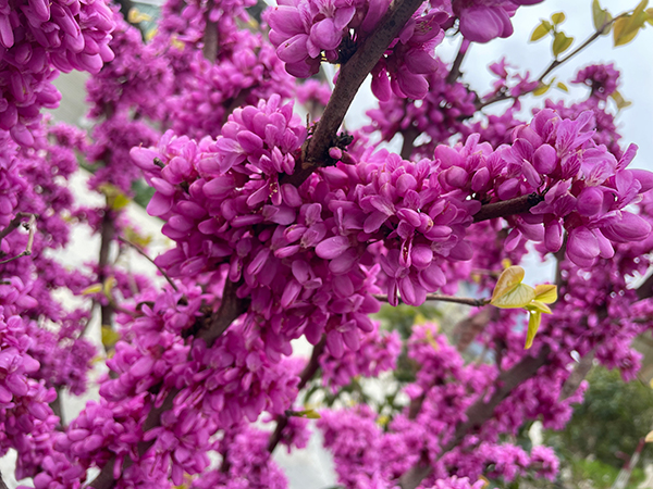图片默认标题_fororder_紫荆（肖梅）-(2)