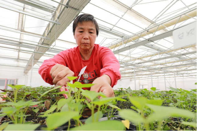 （原创）河北邱县：科技加持“薯”香四溢_fororder_河北邱县：科技加持“薯”香四溢 (文字+图片)(1)435