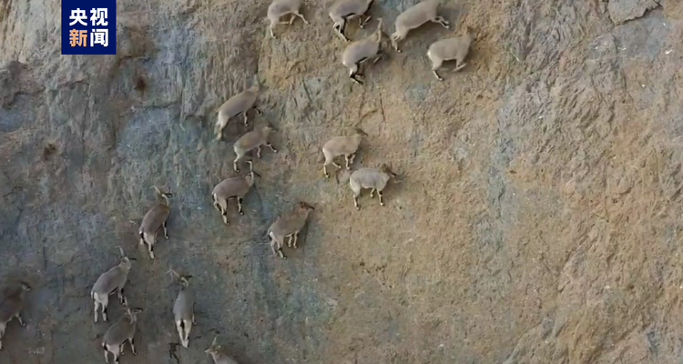“岩壁上的精灵”出没！近百只岩羊在崖壁间跳跃觅食