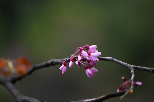 图片默认标题_fororder_湖北紫荆--肖梅-(1)