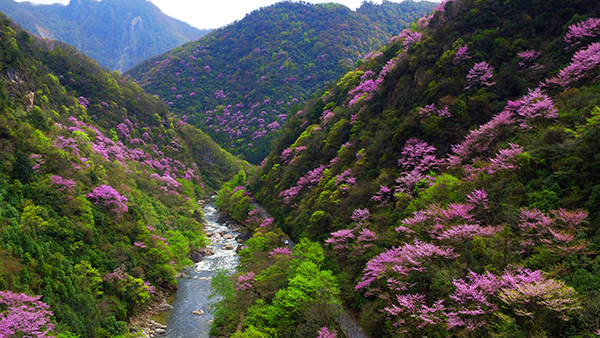 图片默认标题_fororder_唐家河紫荆花群+赵辉