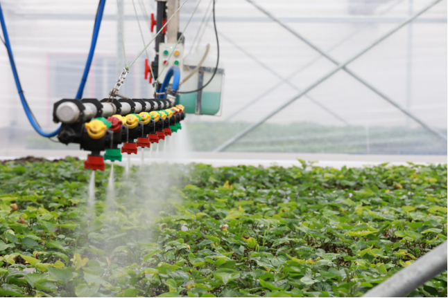 （原创）河北邱县：科技加持“薯”香四溢_fororder_河北邱县：科技加持“薯”香四溢 (文字+图片)(1)677