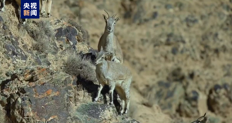 “岩壁上的精灵”出没！近百只岩羊在崖壁间跳跃觅食