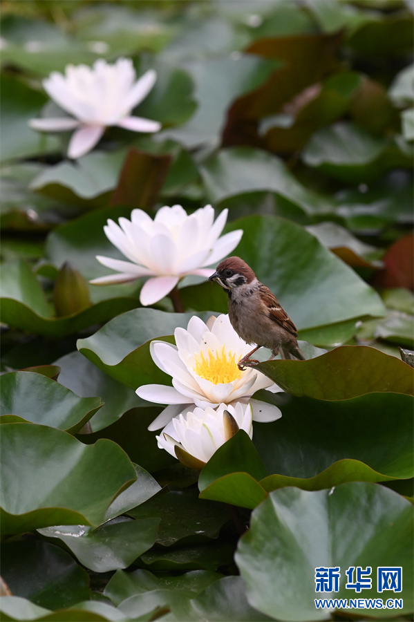 河南沁阳：睡莲花开景色美