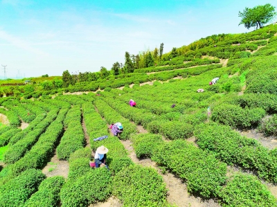 南京：春綠滿枝採茶忙
