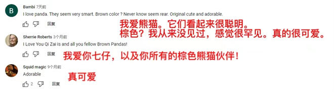 【陜耀國際·21期】陜西熊貓“七仔”海外走紅 外國網友：原來熊貓真的能拍“彩色”照片