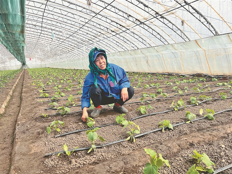 哈爾濱市平房區：風暖備耕忙增收動力足