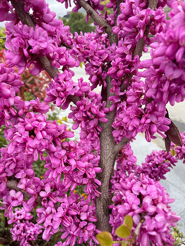 图片默认标题_fororder_紫荆（肖梅）-(1)