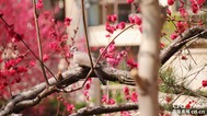 （原创）河北石家庄：花正红 春正浓