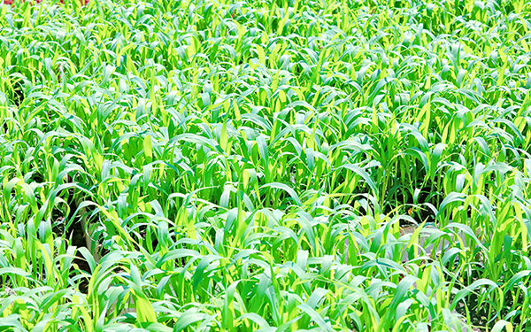 （张）自贡贡井区：130余亩高粱全面进入移栽阶段_fororder_2育苗基地