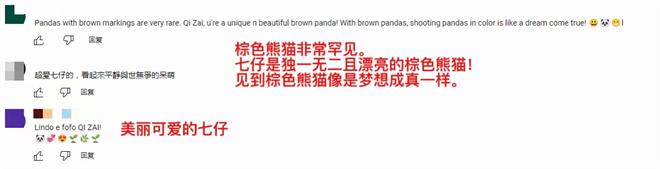 【陜耀國際·21期】陜西熊貓“七仔”海外走紅 外國網友：原來熊貓真的能拍“彩色”照片