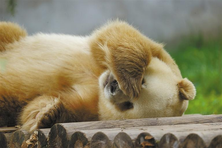 【陜耀國際·21期】陜西熊貓“七仔”海外走紅 外國網友：原來熊貓真的能拍“彩色”照片