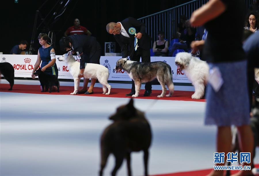 2016欧洲狗展在布鲁塞尔举行